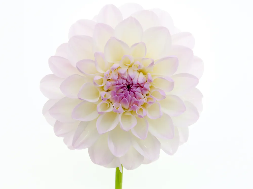 Blumen vom Grandl-Hof