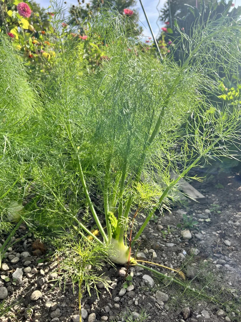 Fenchel im Beet