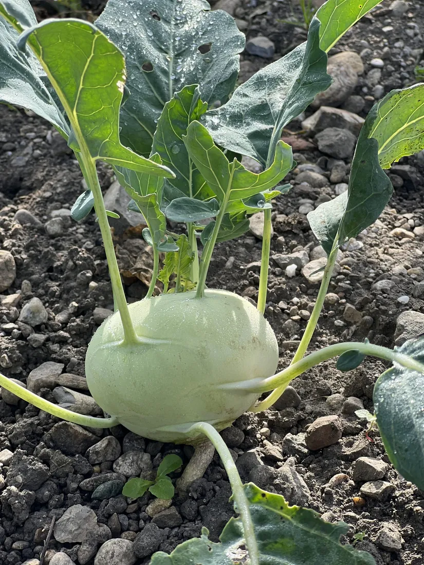 Kohlrabi im Beet