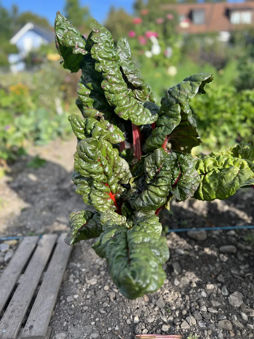 Mangold im Beet