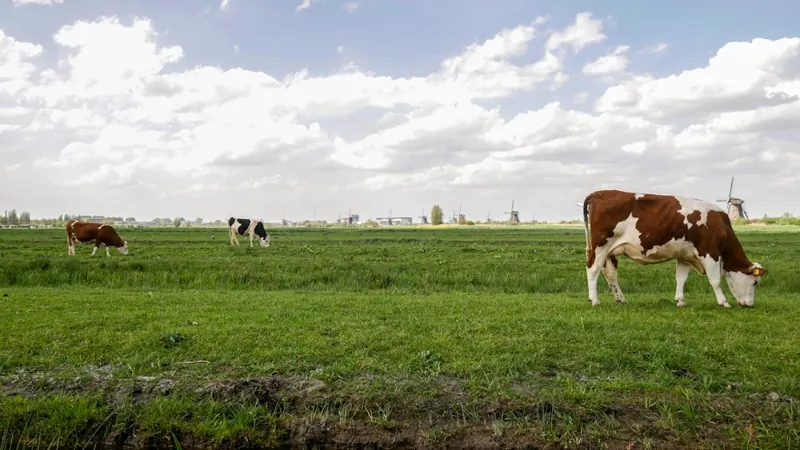 Fleisch vom Weideochsen