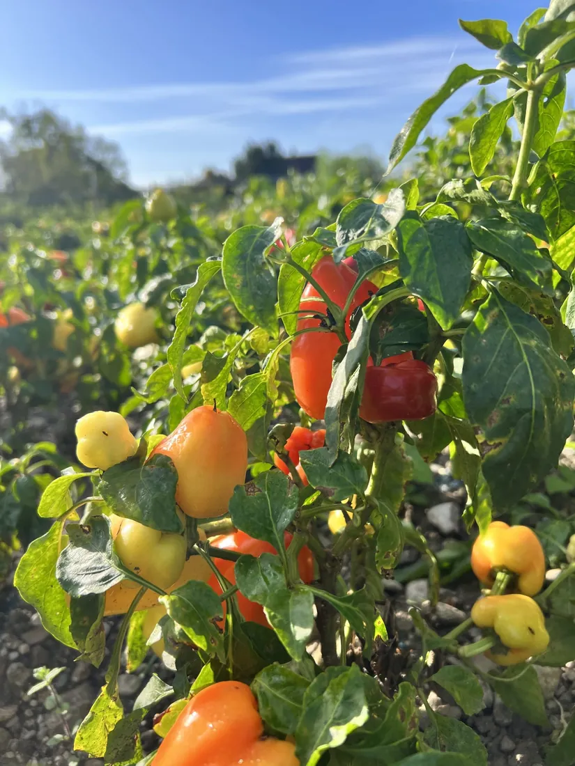 Paprika auf dem Feld