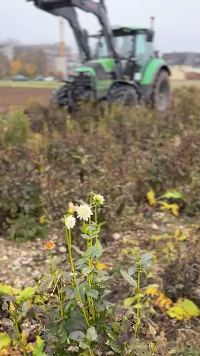 Dahlien im Winterschlaf