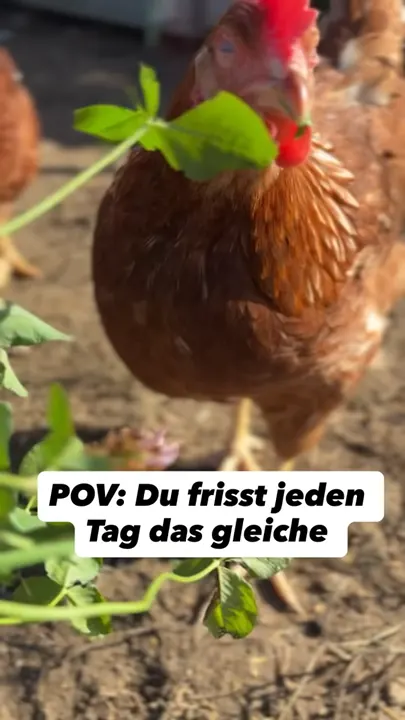 Gourmet-Huhn