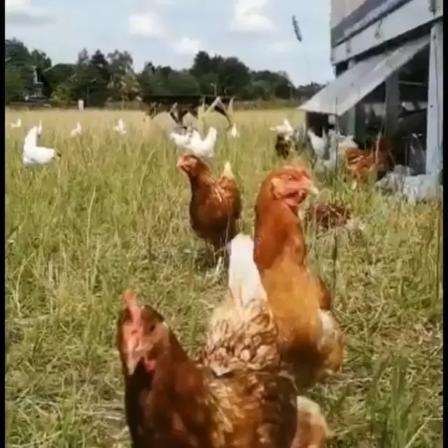 Glückliche Hühner