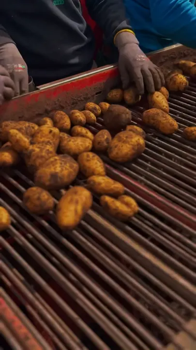 Kartoffelroden erledigt